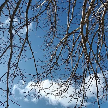 Casa Na Floresta Figueira da Foz