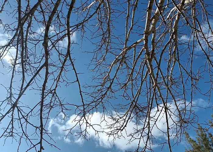 Casa Na Floresta Figueira da Foz